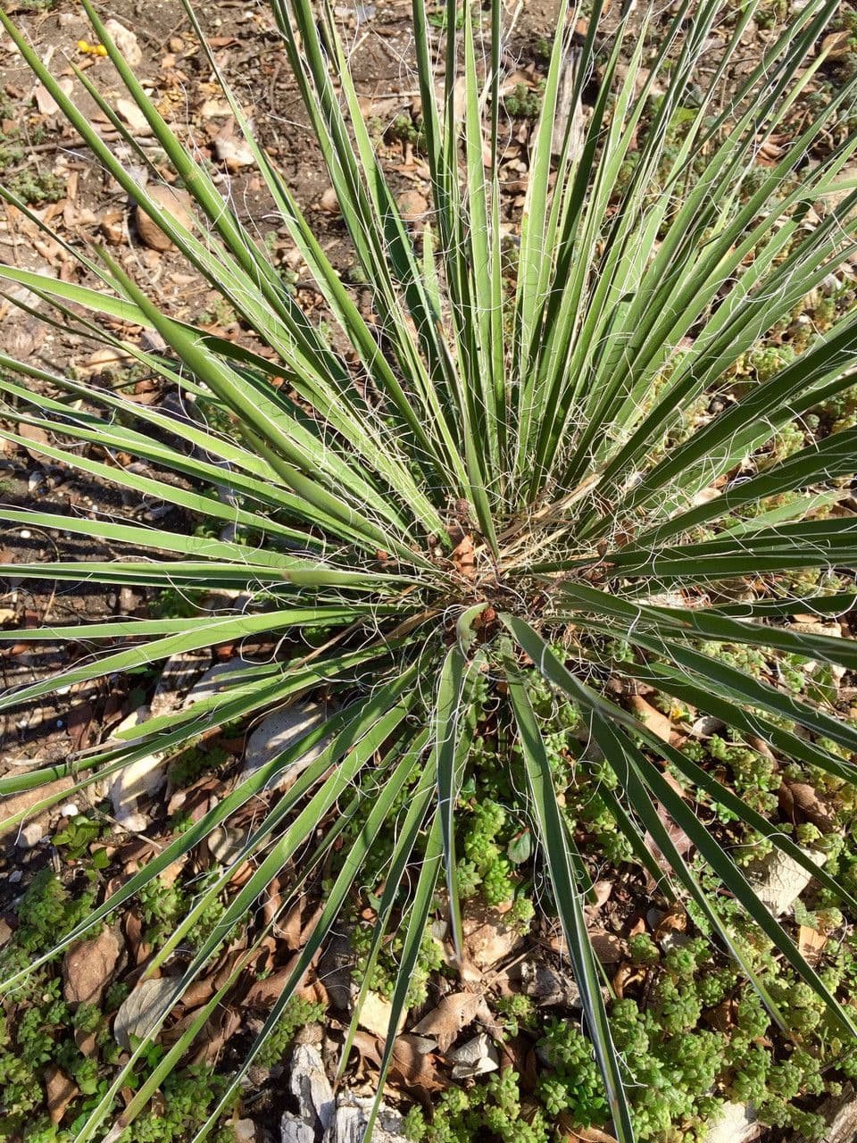 Yuca stretta 8