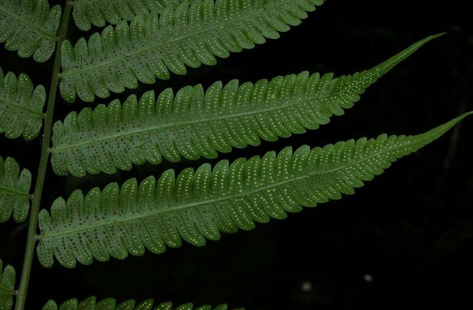 Thelypteris 3