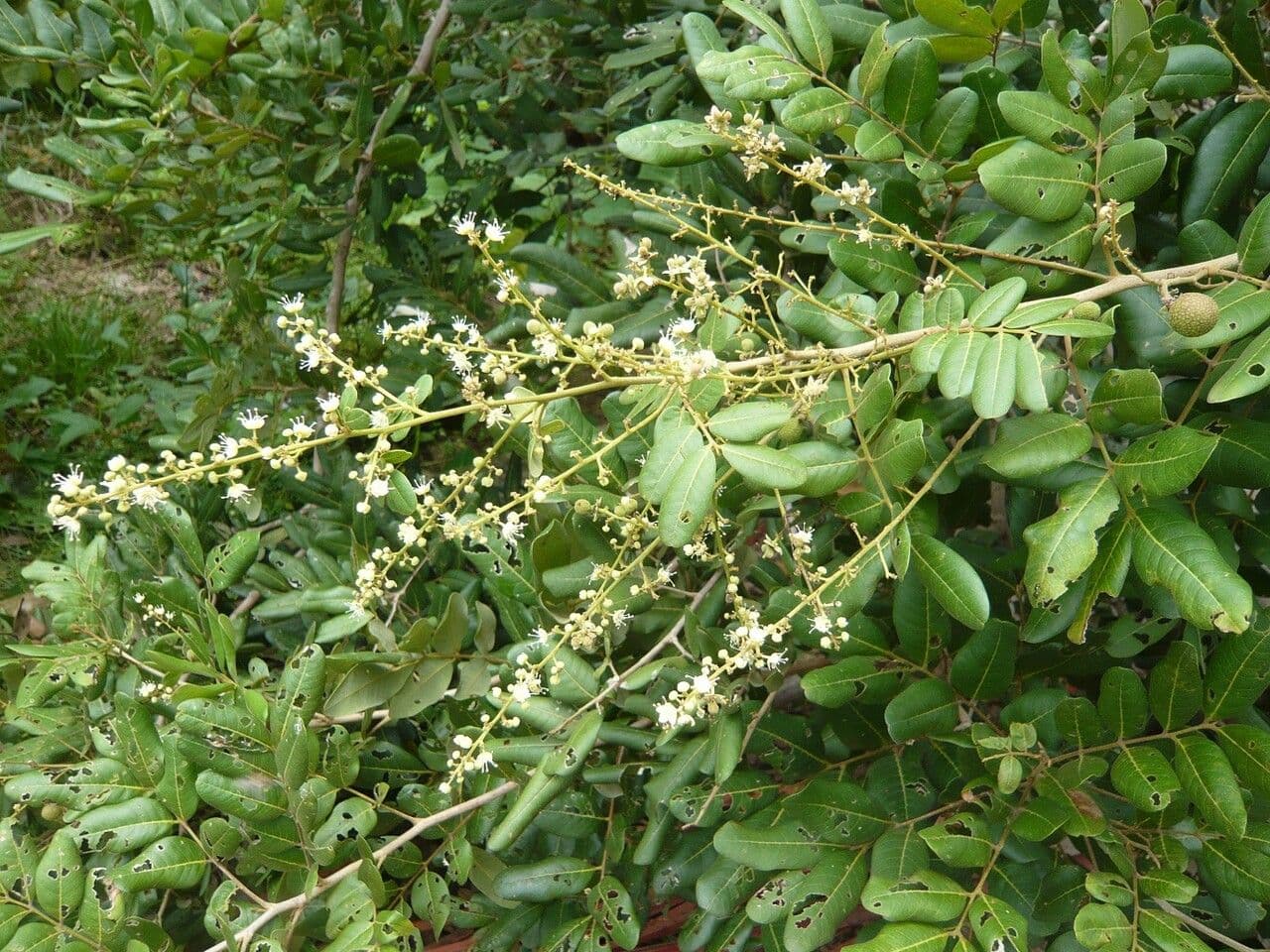 Longan 26