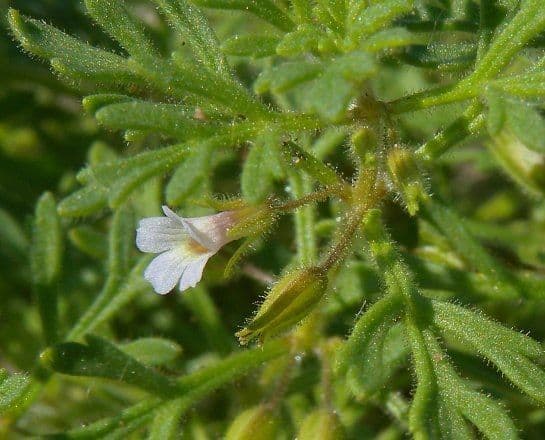 Leucospora multifida 2