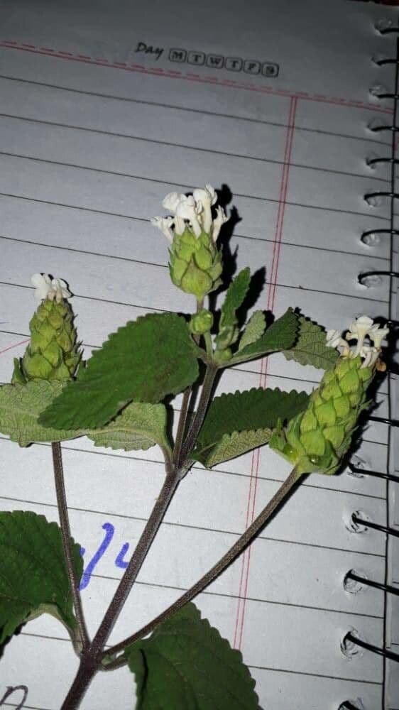 Lippia de Java 7