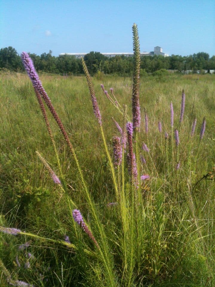 Liatris 7