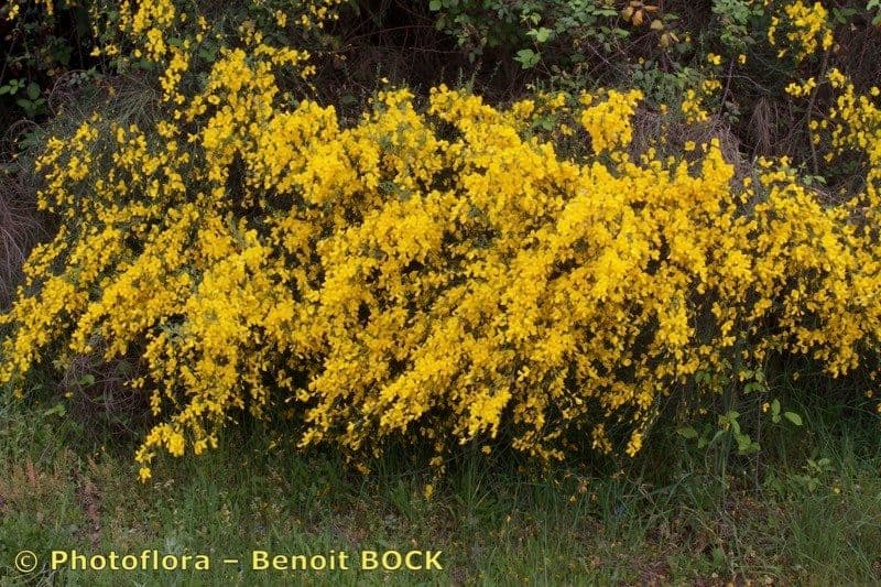 Janovec veľkokvetý 6