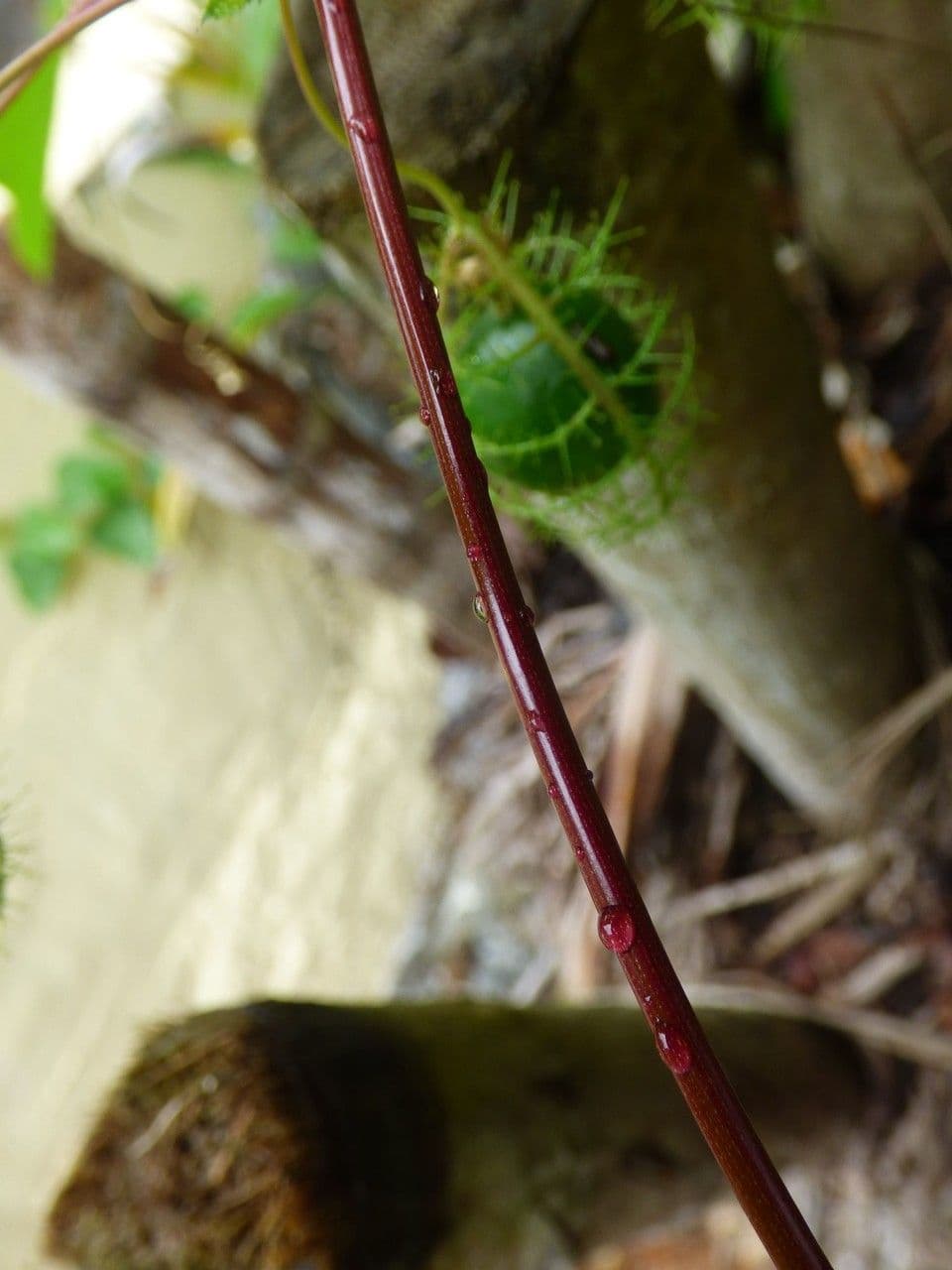 Passiflora fetida 23