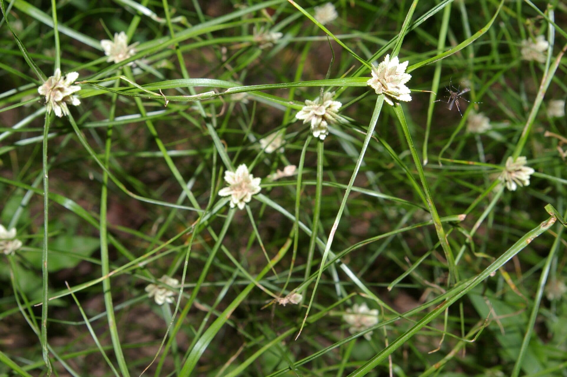Zigolo