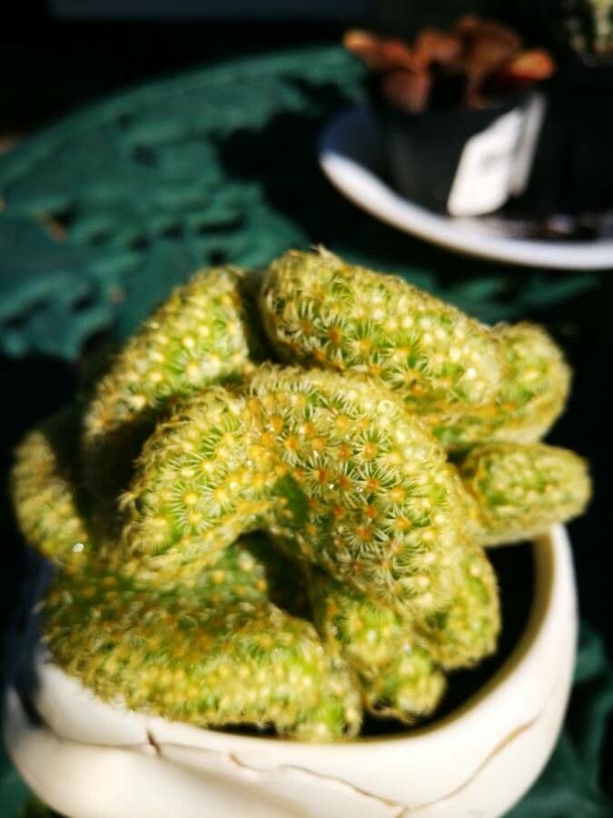 Cactus stella dorata 18