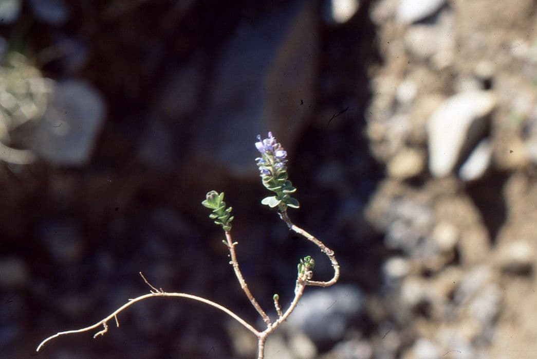 Veronica pirenaica 16