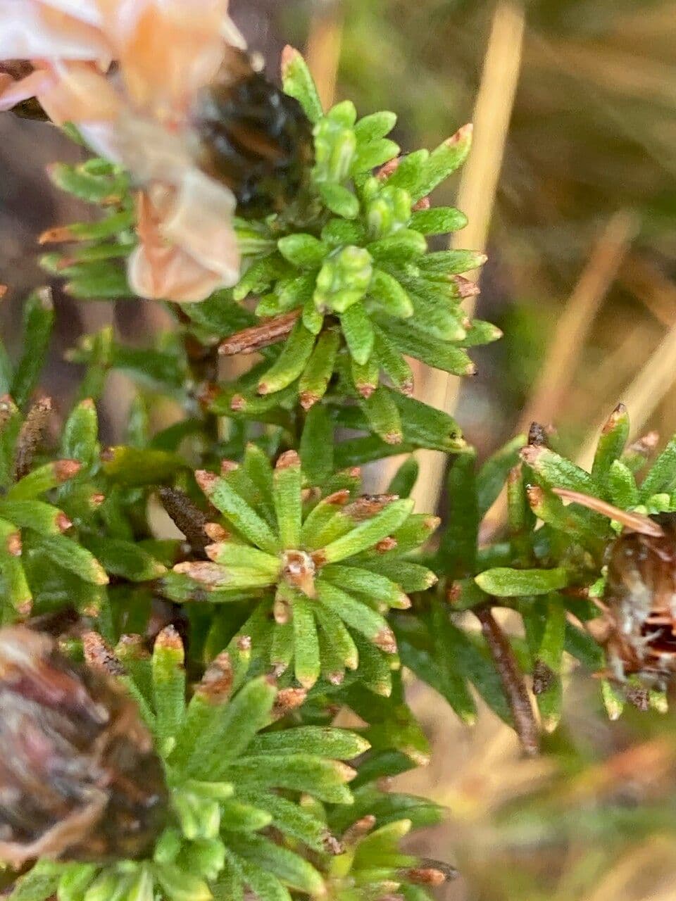 Diplostephium 3