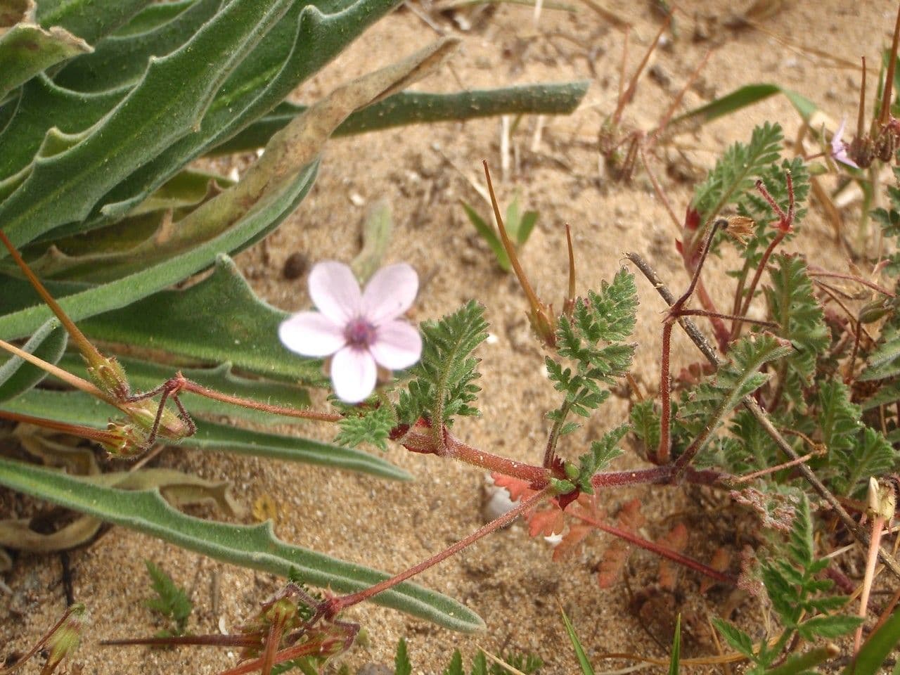 Klebriger Storchschnabel 5