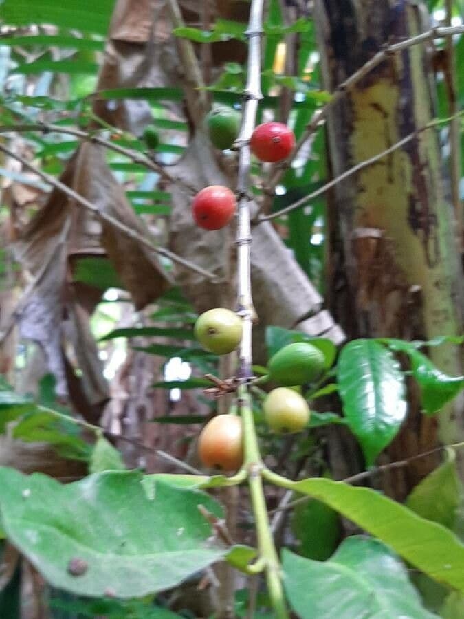 Caféier Robusta