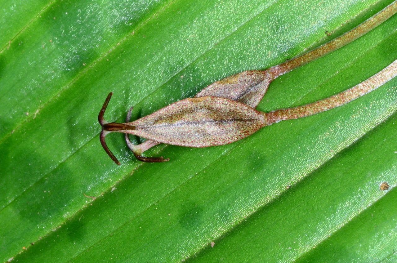 Scoliopus