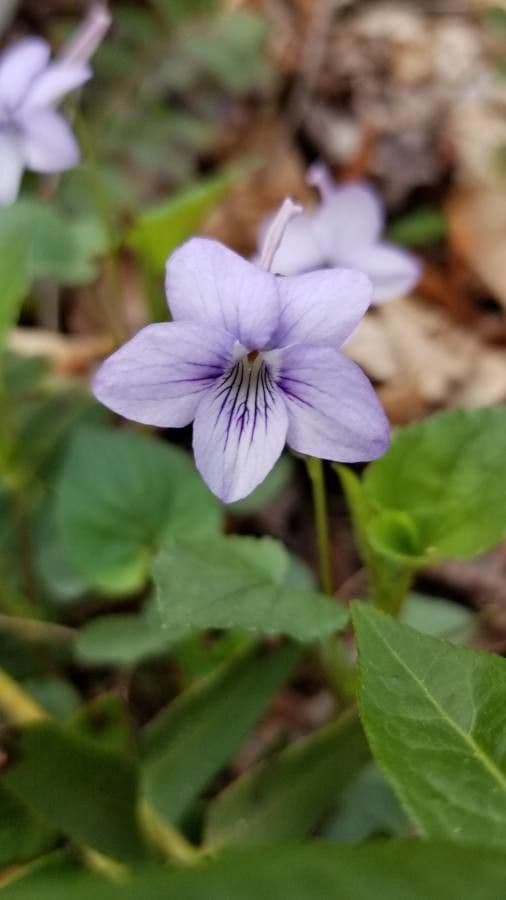 Viola speronata 2