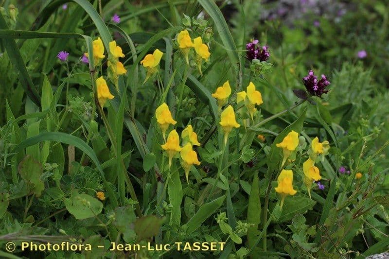 Linaria 10