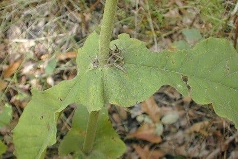 Triosteum perfoliatum 18