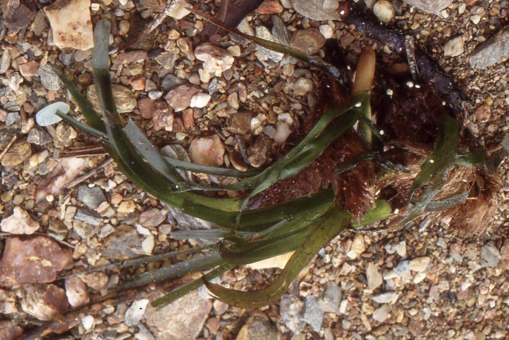 Posidonie mořská 8