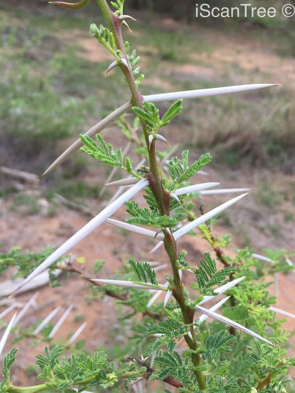 Acacia tortuosa 14