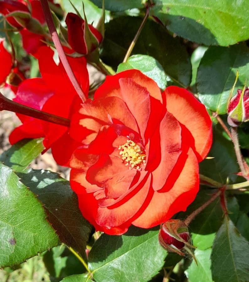 Rosa di maggio 8