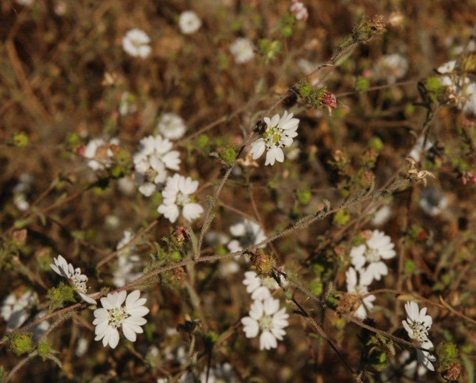 Hemizonia zoskupená 14