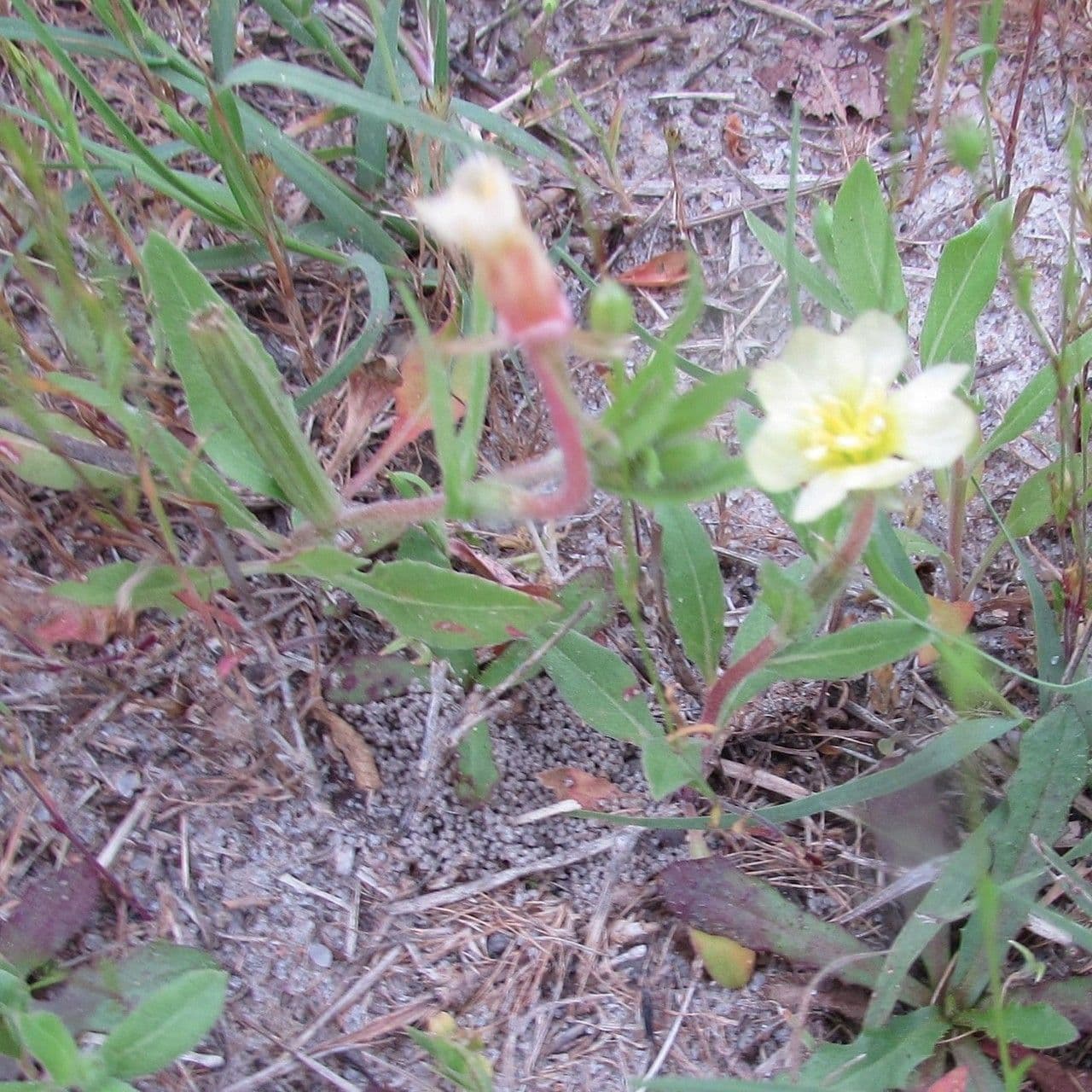 Onagra laciniata 21