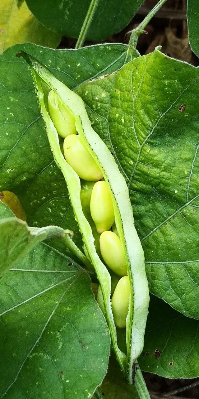 Prunkbohne
