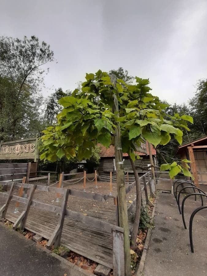 Katalpa vajcovitolistá 20