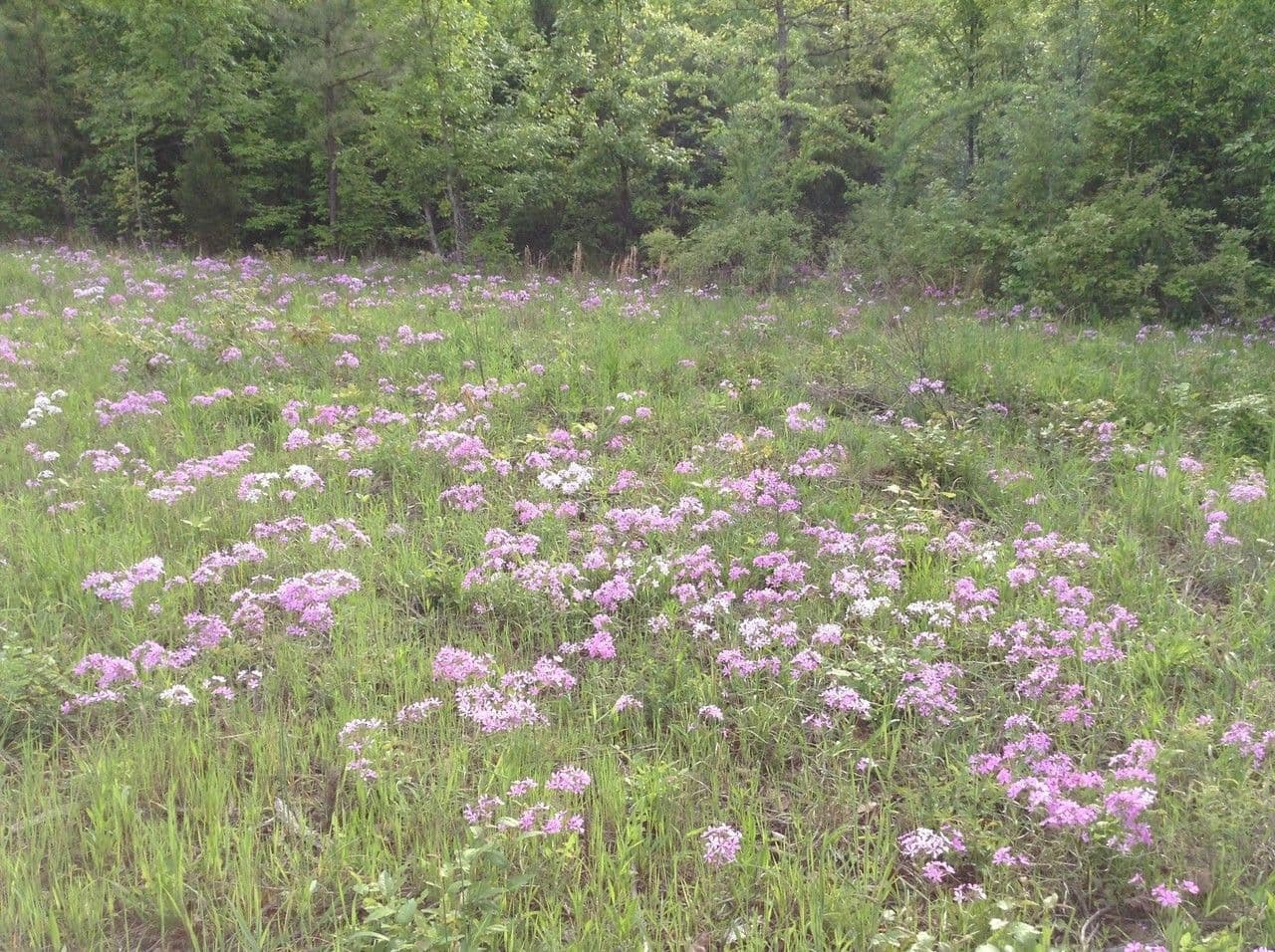 Zottiger Phlox 6