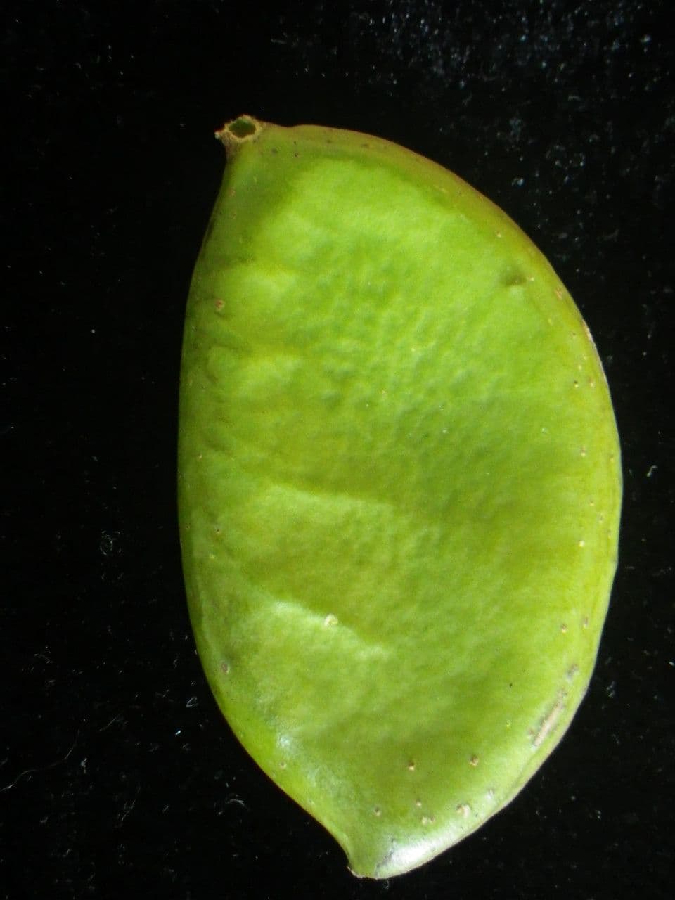 Pongamia