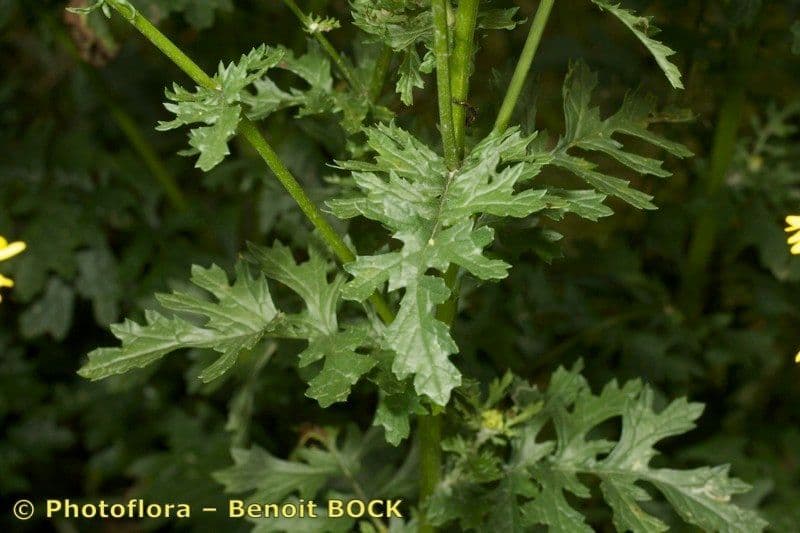 Senecione erratico 23