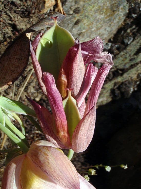 Calochortus