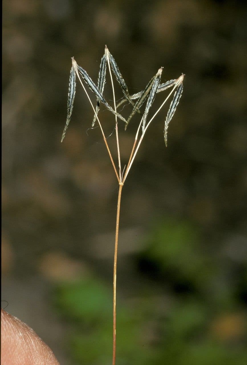 Osmorhiza cilena