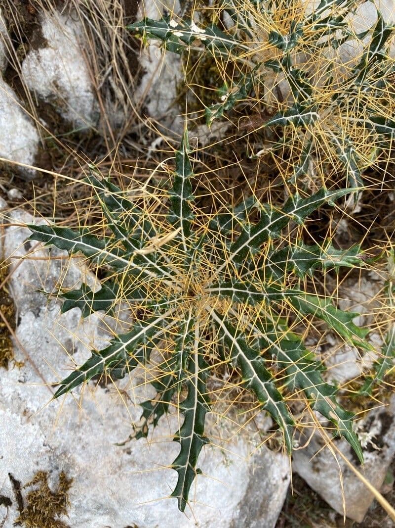 Ptilostemon casabonae 16