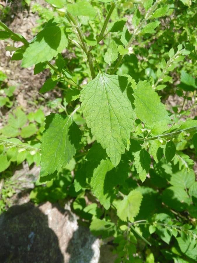 Scutellaria 13