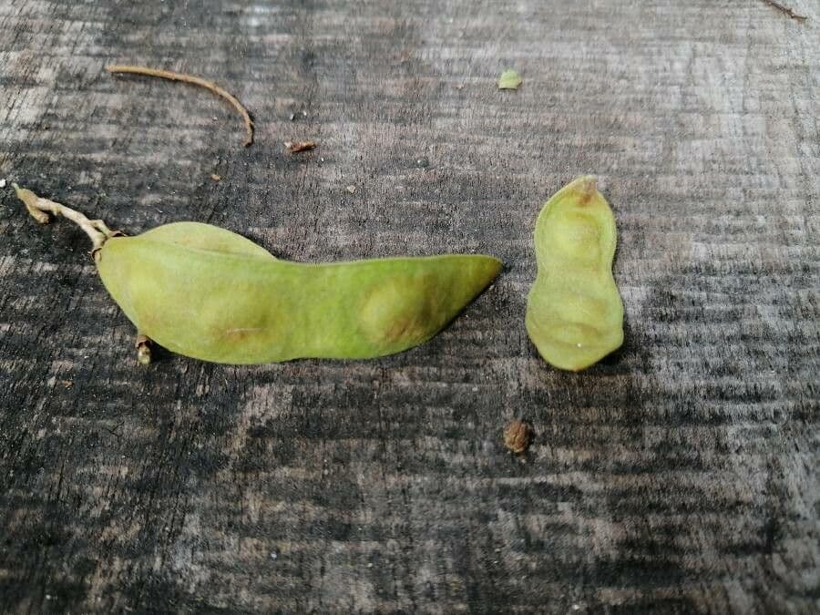 Lonchocarpus 5