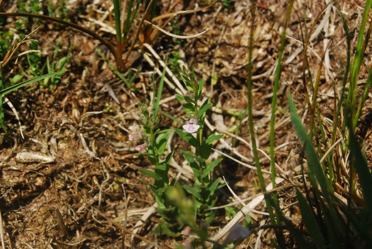 Scutellaria minore 11