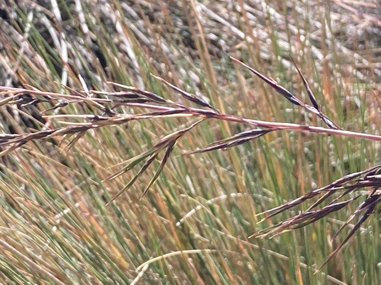 Festuca 4