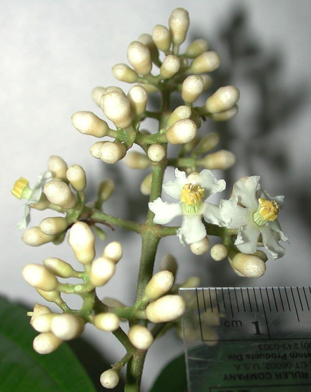 Miconia cooperi 6
