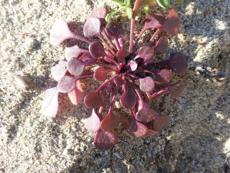 Claytonia 5