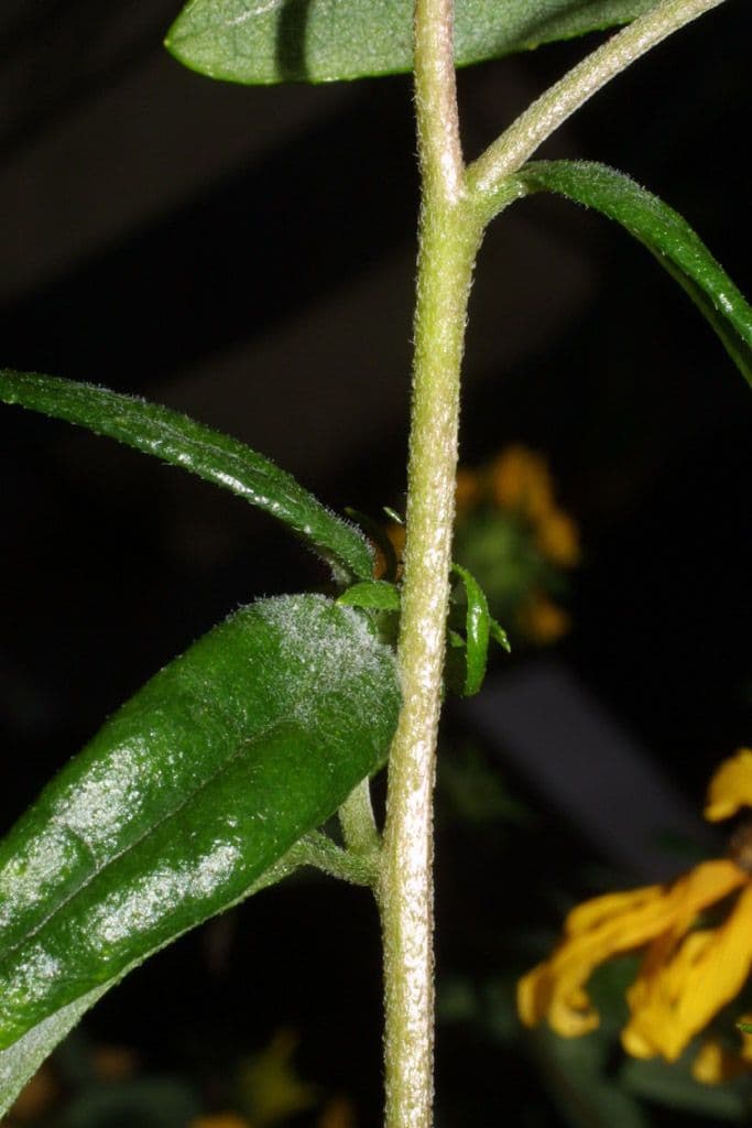 Schmalblättrige Sonnenblume 17
