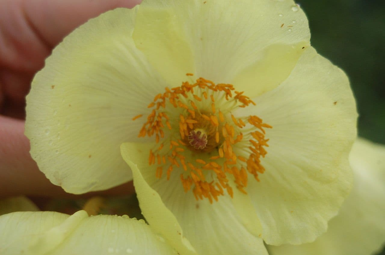 Mekonopsis 3