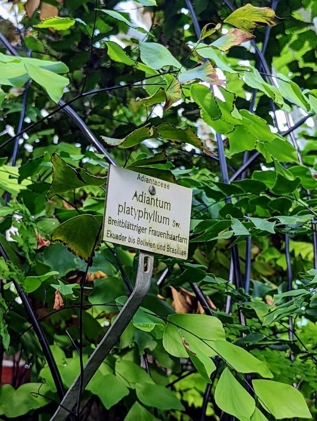 Adiantum 4