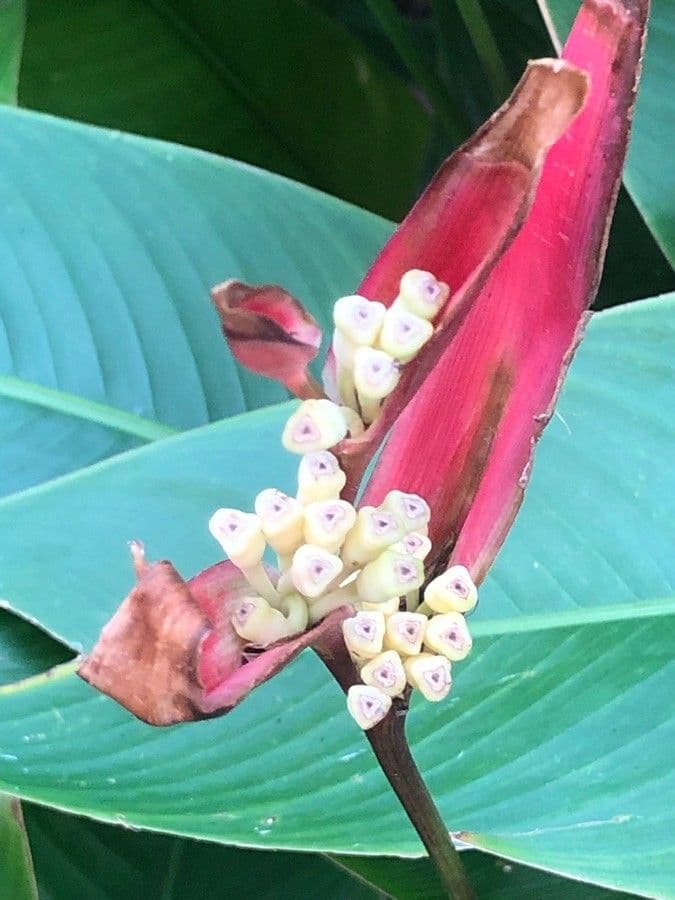 Bec d'oiseau 5