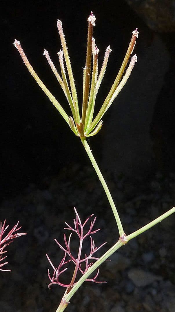 Perifollo austral 2