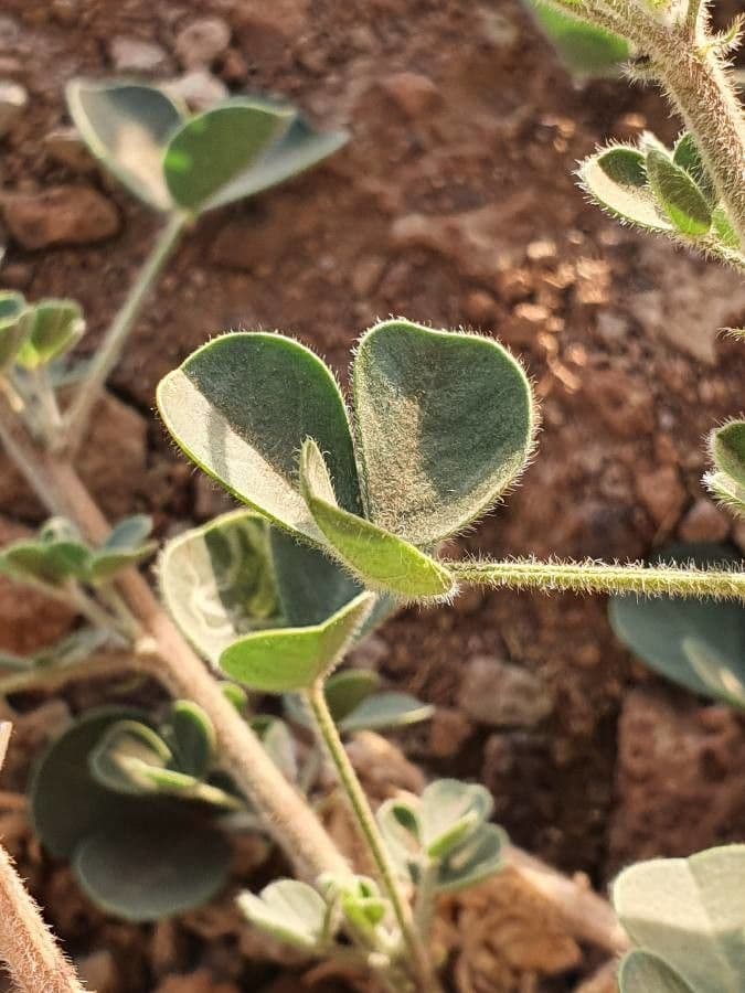 Crotalaria 12