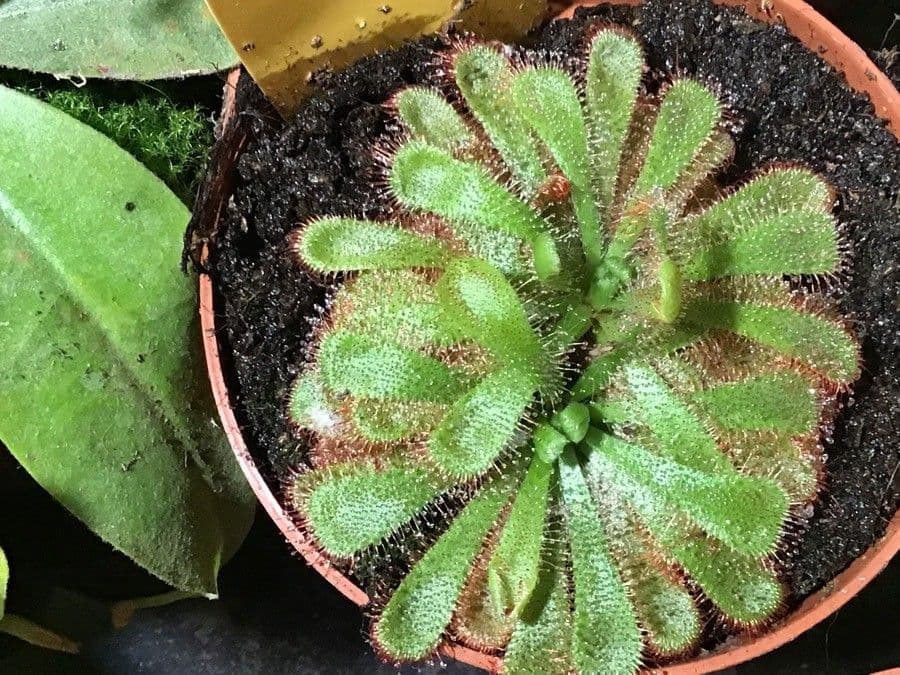 Alice-Sonnentau 9
