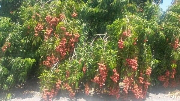 Litchi 12