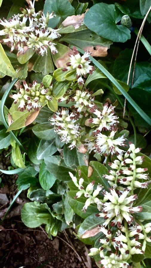 Pachysandra terminale 11