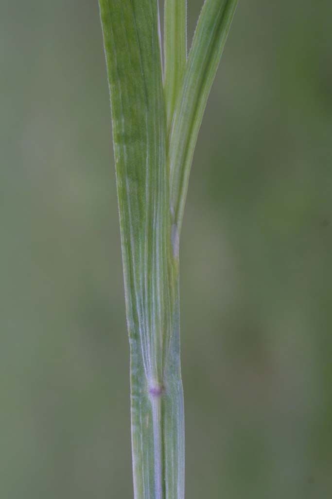 Schmalblättriges Blauaugengras 23