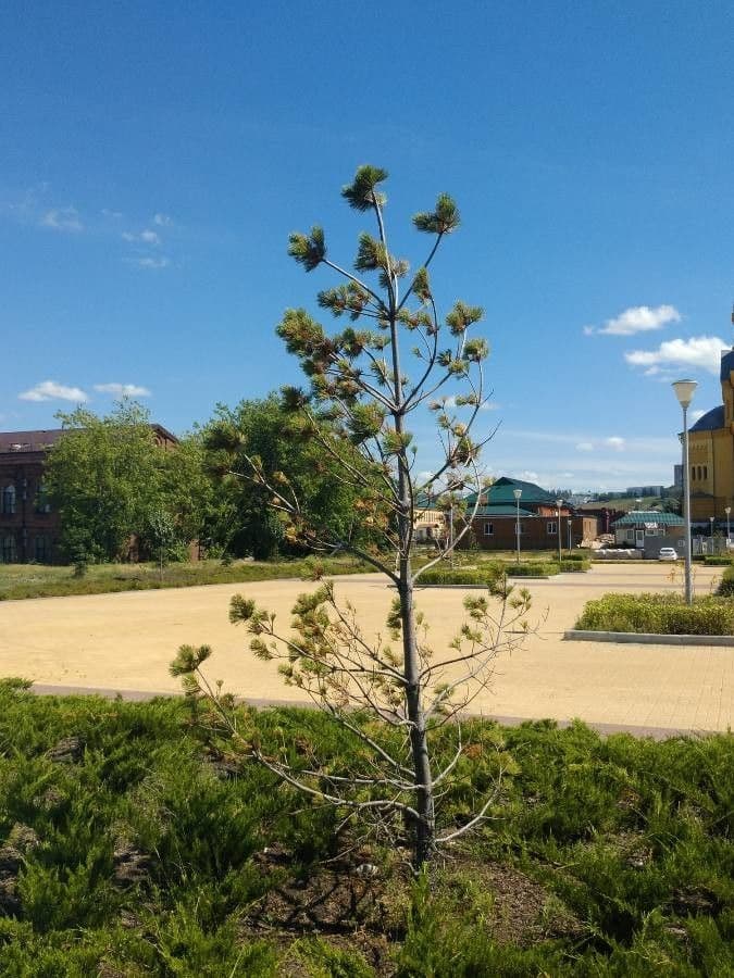 Araucaria 8