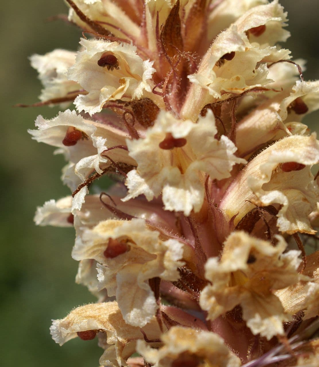 Orobanche amethystea 7