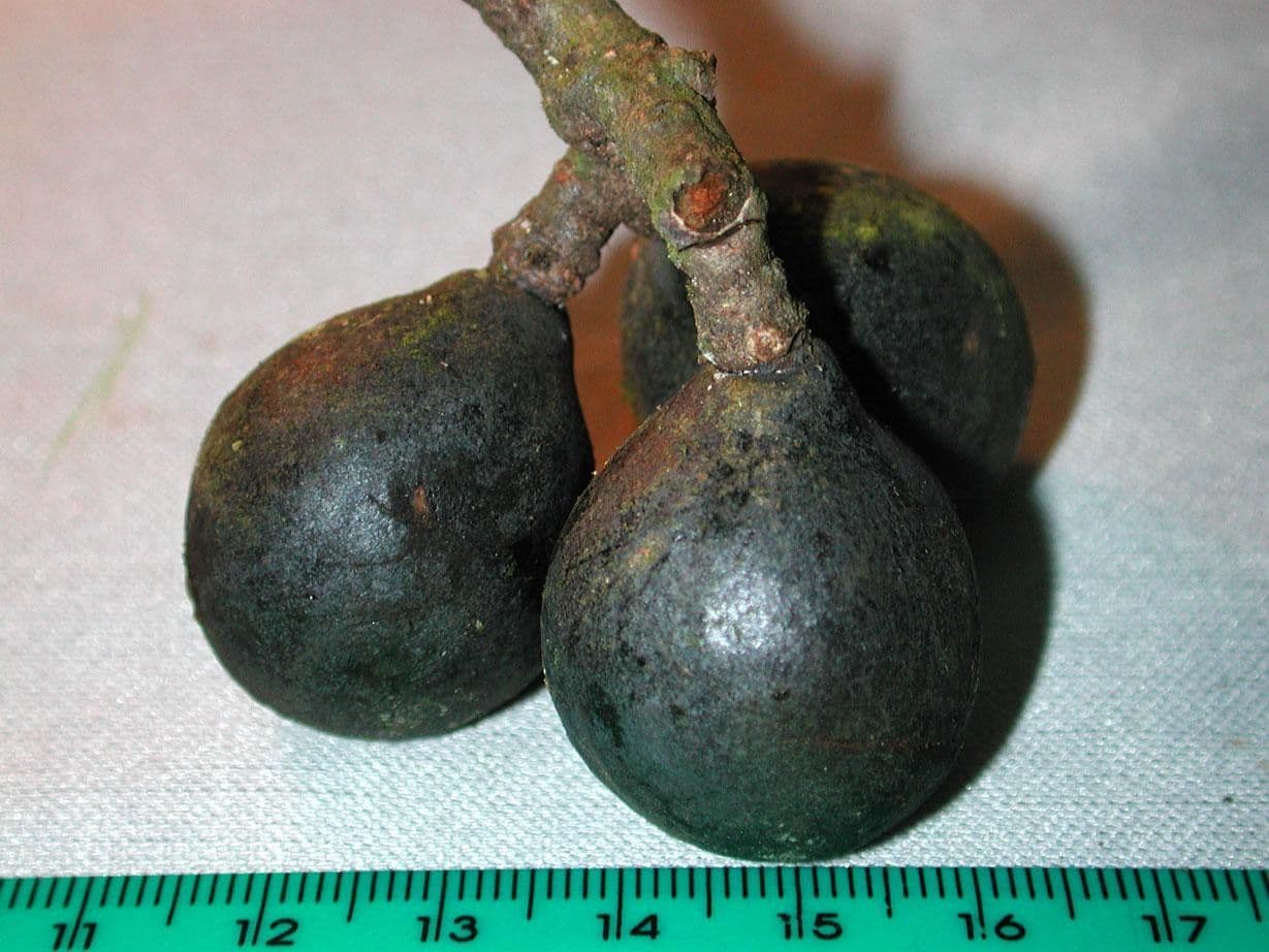 Meliosma 15